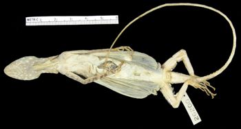 Media type: image;   Herpetology R-26200